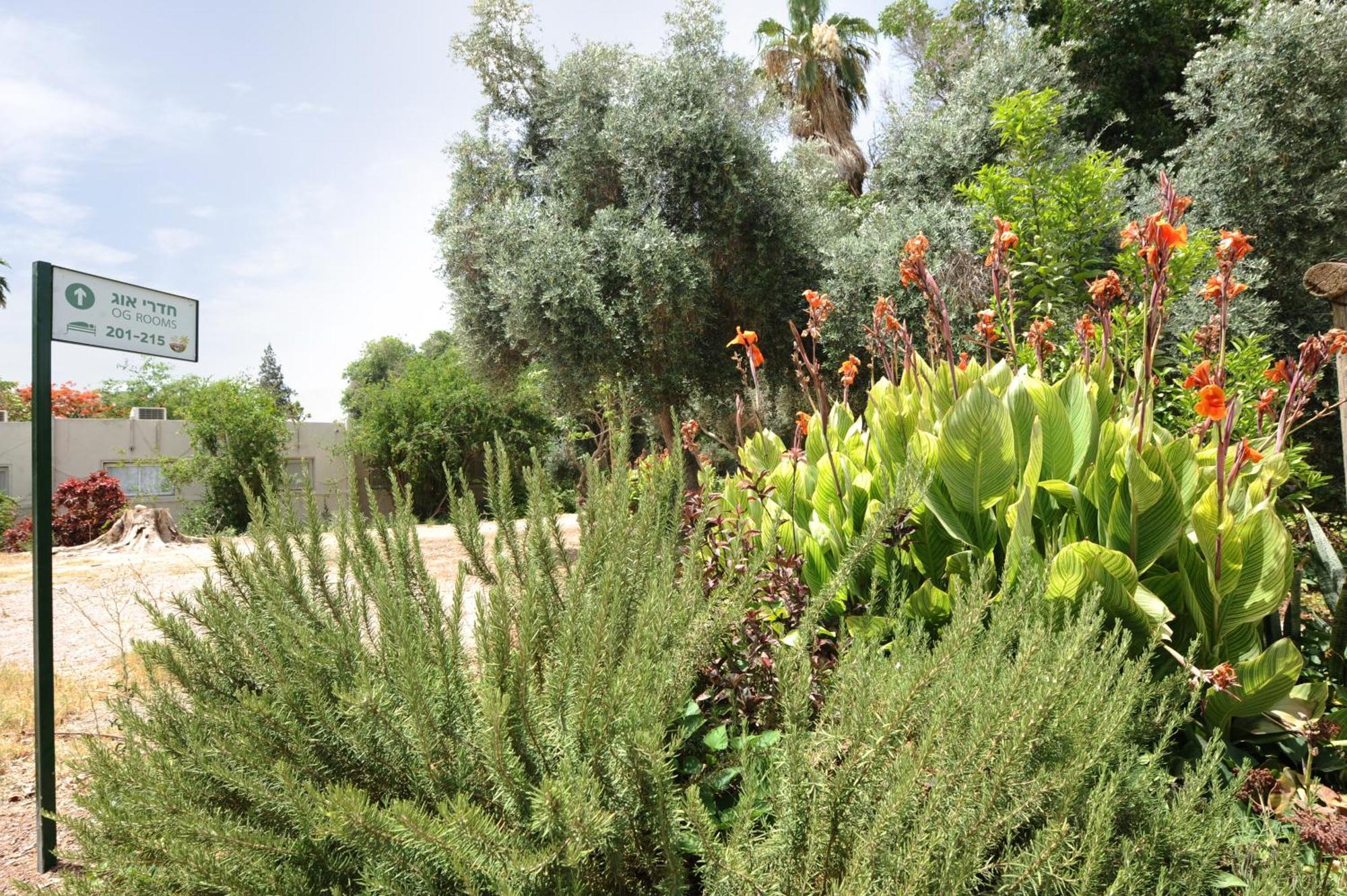 Almog Hotel מלון